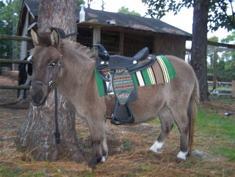 Very Funny Mule New Images Photos Funny And Cute Animals