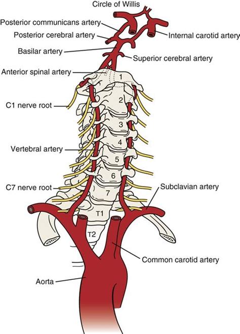 Arteries In Neck Diagram Cervical Spine Musculoskeletal Key