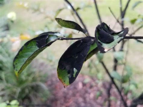 Remove bamboo mold, white spores and mildew with a soft brush and clean up the area with a damp cloth. Pin on Garden Tips