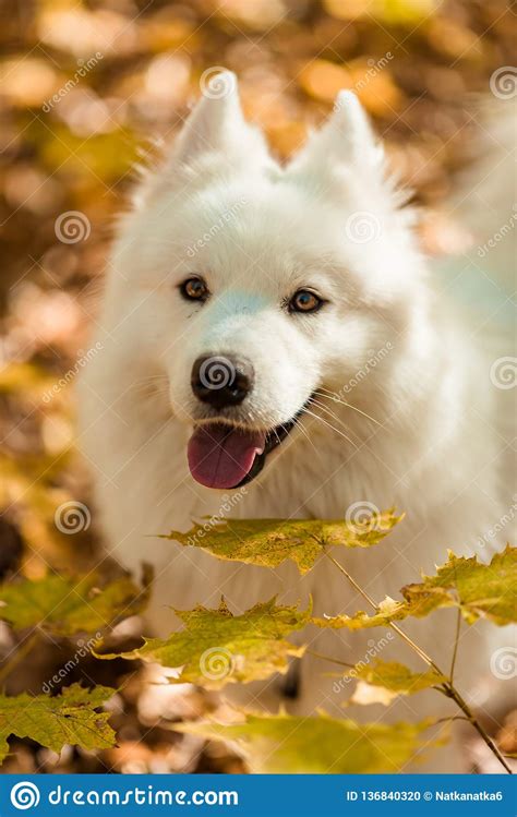 Dog Breed Samoyed Husky Doggy Portrait Stock Photo