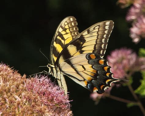 Eastern Tiger Swallowtail Papilio Glaucus Photographed I Flickr