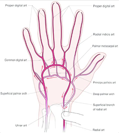 Arterial Anatomy Of The Hand With Direction Of Blood Flow With Manual