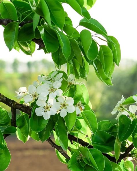 Premium Photo White Pear Flowers Bloom On A Pear Tree Branch In The