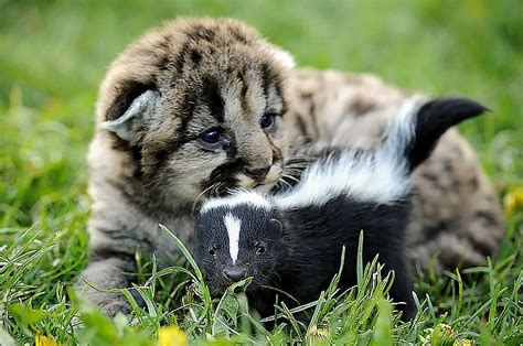 Lion Cub And Baby Skunk Unusual Animal Friendships Unlikely Animal