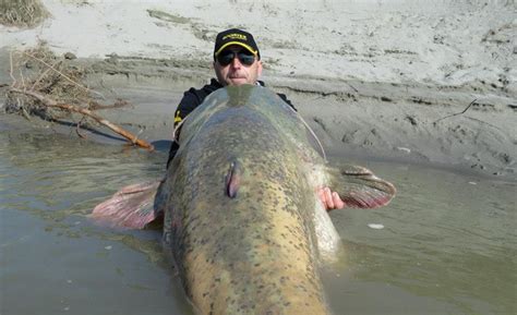 9 Stunning Facts About The Worlds Biggest Catfish Caught Page 9