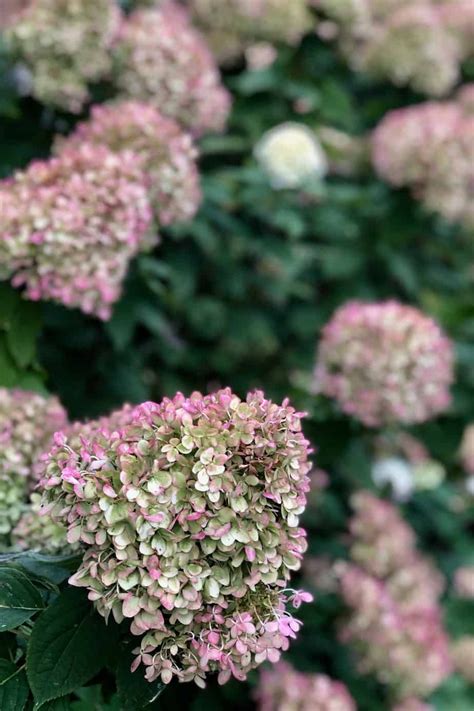 Because of its compact size, it fits well in smaller gardens or little lime is much smaller than its relative 'limelight' but it adds the same amount of interest to the garden. Little Lime Hydrangea Care: A Gardener's Guide To Dwarf ...