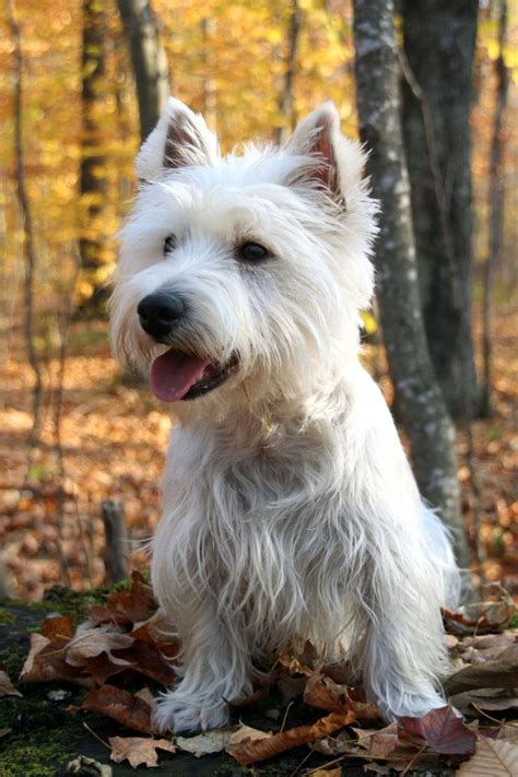 But you'll need to brush these teddy. The 20 Cutest Dog Breeds That Don't Shed | Westie dogs ...