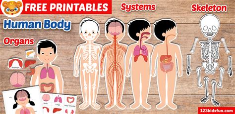 Human Body Systems For Kids Free Printables 123 Kids Fun Apps