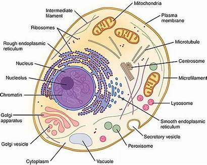 Organelles Cell Animal Functions Different Licenses Creativecommons