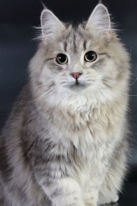 Hypoallergenic Grey Cat Breeds Pets Lovers