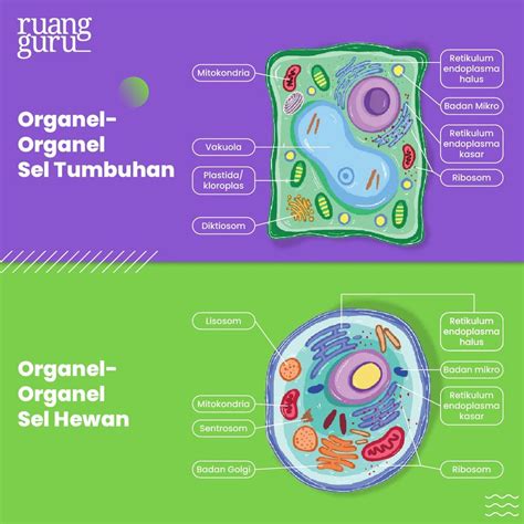 Struktur Dan Fungsi Organel Sel Tumbuhan Hewan Lengkap Dengan Contohnya