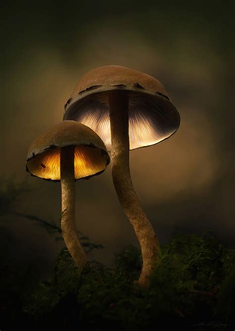 Magic Mushrooms By Pfistermartin On Deviantart