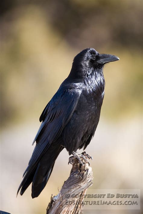 Common Raven Eds Nature Images