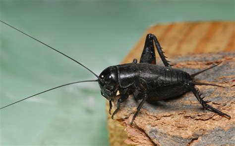 In fact, if we have a cricket infestation in the house, it's a good idea to spray all dark areas — just in case. Predators and Parasitoids of Brown Marmorated Stink Bug ...