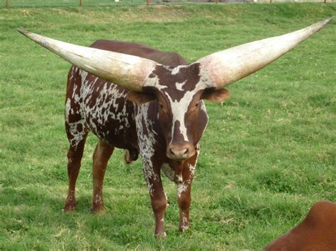The Ankole Watsui Cow Has The Biggest Horns Youll Ever See