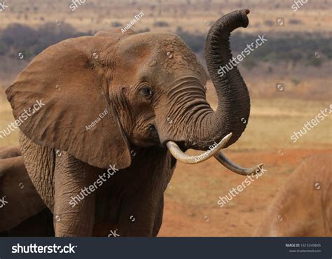 20839 Elephant Trunk Close Images Stock Photos And Vectors Shutterstock