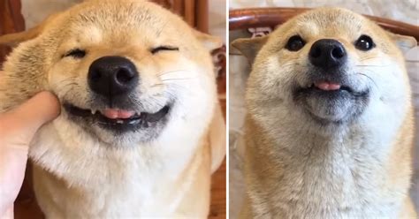 アゼルバイジャン語 アラビア語 アルメニア語 イタリア語 インドネシア語 ウクライナ語 ウズベク語 ウルドゥー語 オランダ語 カザフ語 カタロニア語. 「僕と〜っても幸せ!」表情でハッピーを伝えるのが上手な ...