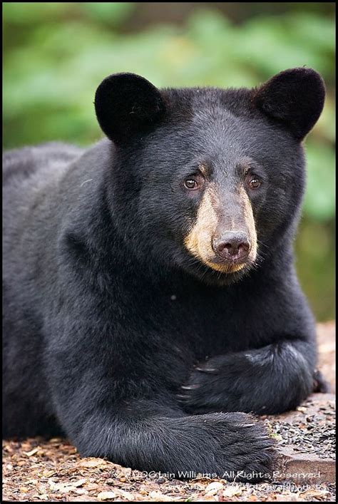 Black Bear ~ West Virginia State Animal Maybe Thats Another Reason I