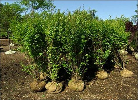 These 10 fast growing plants from bunnings will make you help decide which quick growing tree to plant around your fence line for privacy. The Victory Garden . Grow . Plants & Vegetables . Seaside ...