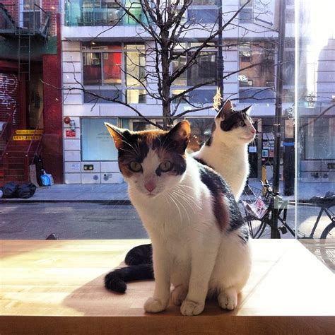 We foster rescue cats who are all for adoption and serve delicious sweet treats. Meow Parlour, New York City's First Permanent Cat Café Is ...