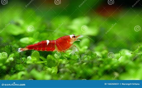 Santa Crystal Red Dwarf Shrimp Stay On Green Grass And Clean Its Legs