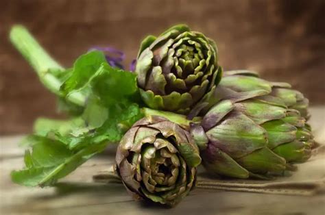 Growing Artichokes In Pots If You Are A Newbie In Gardening