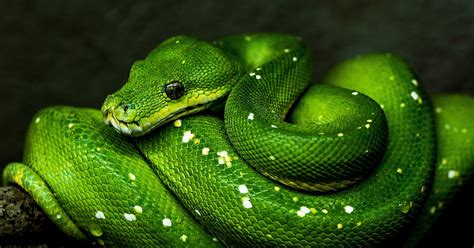 Snakes Appear To Live A Cursed Life Answers In Genesis