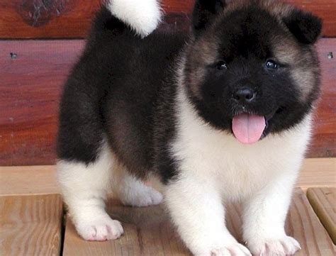 They are a complex mix of intelligence, courageousness, loyalty, dominance and vigilance. Akita Puppies For Sale | Sacramento, CA #283791 | Petzlover