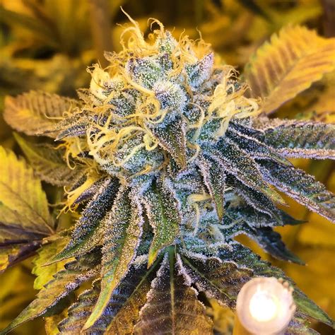 Cherry Kush Strain Review And Growing Guide Learn Everything About