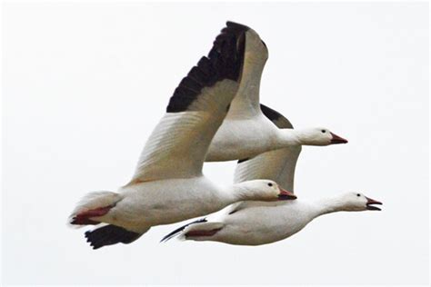 Snow Geese Migratory Waterfowl Flying Geese Wildlife Fine Art Best