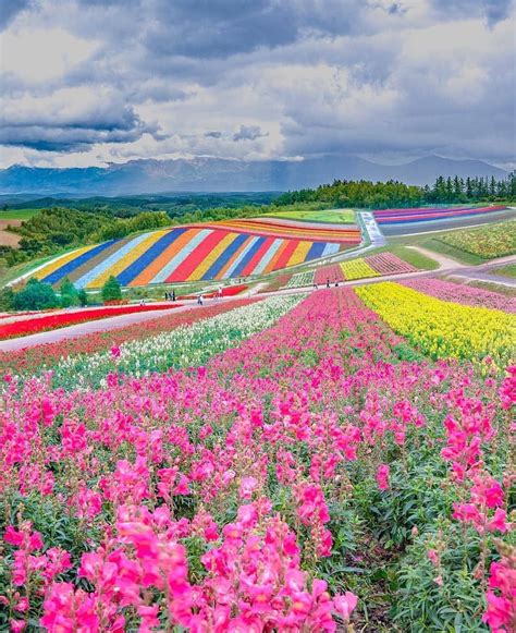 Panoramic Flower Gardens Shikisai No Oka Hokkaido Japan Travel