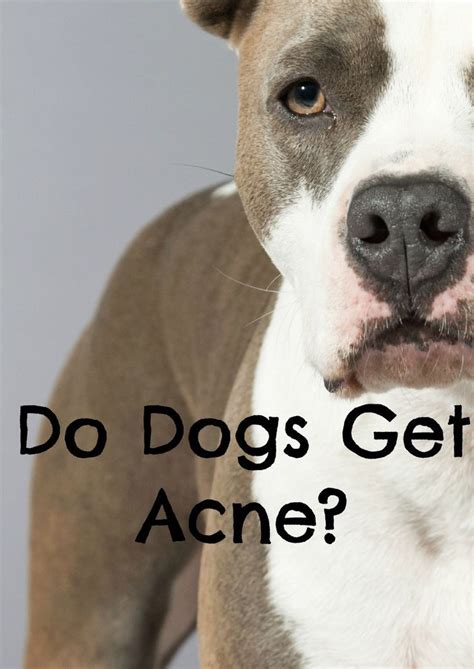 Wondering If Those Bumpies On Fido Are Actually A Form Of Dog Acne