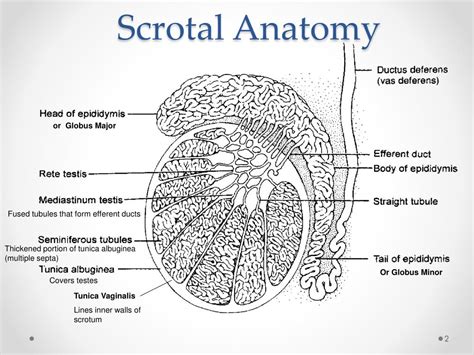 Scrotal Anatomy Diagram