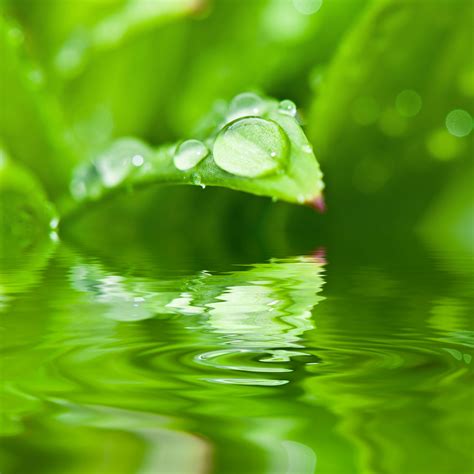 3840x3840 Dew Drops Of Water Green Leaf Macro Nature Plant