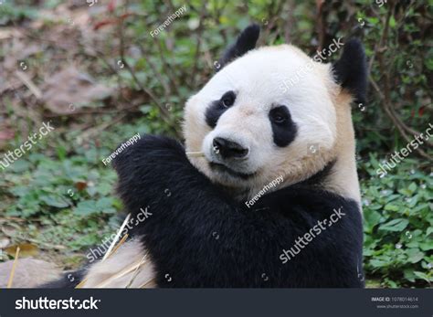 Funny Pose Giant Panda Eats Bamboo Stock Photo 1078014614 Shutterstock