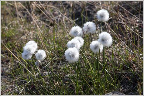 Arctic Cotton Grass Eriophorum Or Cottonsedge A Selectio Flickr