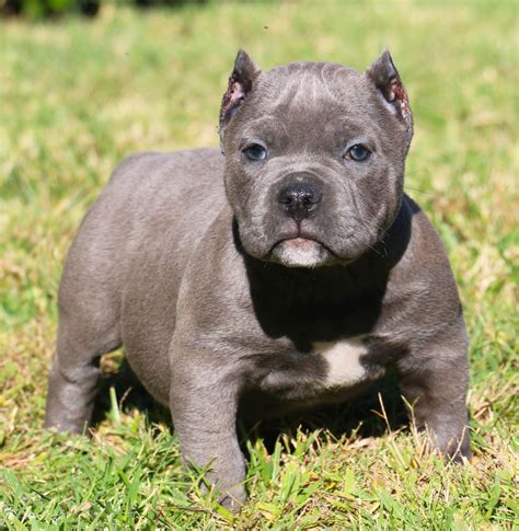 High to low nearest first. PUPPIES 2