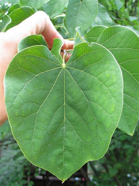 Eastern Redbud Tree Leaf