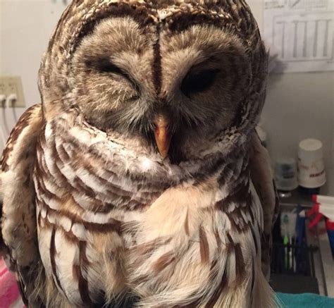 Barred Owl Southwest Virginia Wildlife Center Of Roanoke