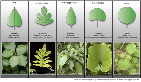 Leaf Shape — Science Learning Hub