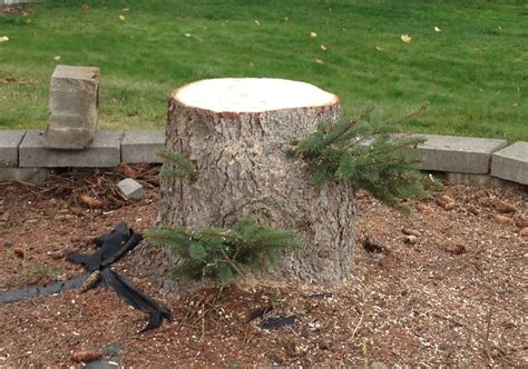 4 Reasons Tree Stumps Should Be Removed