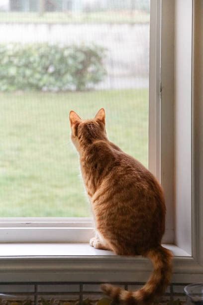Cat Looking Out The Window Stock Photos Pictures And Royalty Free Images