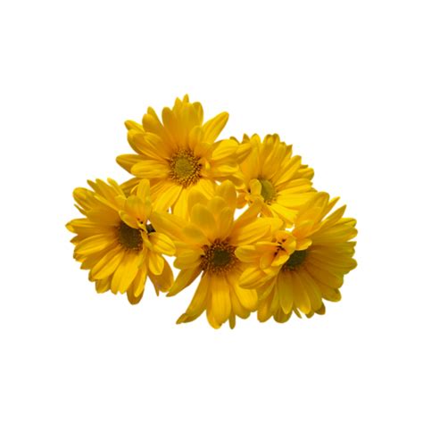 Yellow Aesthetic Flowers Vector References Mdqahtani