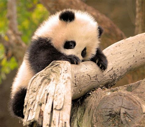 Cute And Funny Pictures Of Animals 67 Pandas 6