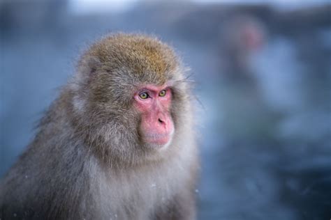 Snow Monkey | Jigokudani Monkey Park | Jigokudani monkey park, Monkey park, Snow monkey