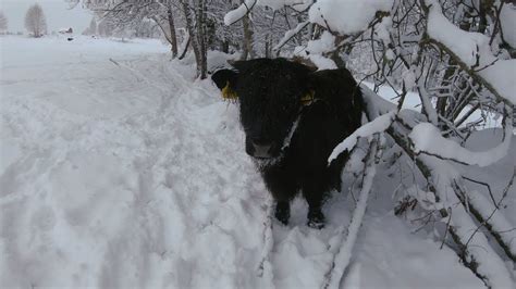 Scottish Highland Cattle In Finland Snowy 3rd Of January 2021 Youtube