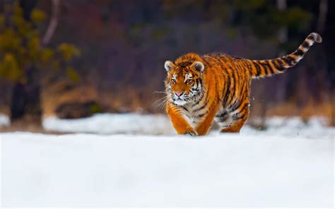 Download Wallpapers Tiger Predator Wildlife Young Tiger Snow