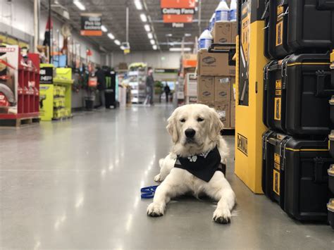 12 Dog Friendly Stores In Boise You Probably Dont Know About Valor