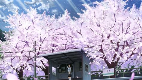 Anime Aesthetic Wallpaper Cherry Blossom Tree Images And Photos Finder