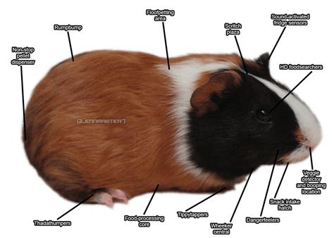 I Made A 100 Scientifically Correct Anatomy Chart Of A Standard Guinea